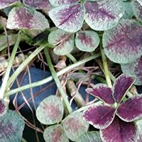 クローバー,クローバー,クローバー,わが家のお花達,花のある暮らしの画像