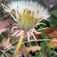 葉牡丹,タンポポ,畑の画像