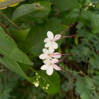 ジャスミンの画像