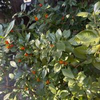 クチナシの画像