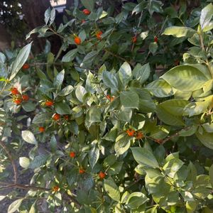 クチナシの画像