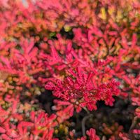 カルーナ,カルーナ ブルガリス,落葉低木,御柳擬き（ぎょりゅうもどき）,掃く…の画像