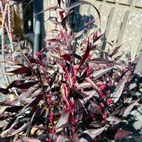 タイム,多肉植物,ガーデニング,お気に入り♡,いつもありがとう♡の画像