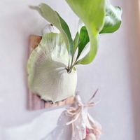 コウモリラン,コウモリラン,コウモリラン・ビカクシダ,観葉植物,リビングの画像