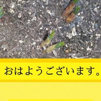 クロッカス,クロッカス,庭先,スマホ撮影,今日も笑顔で♡の画像