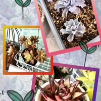 セダム,黄麗,エケベリア,月の王子,黒壇エボニーの画像