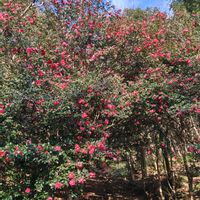 サザンカ,サザンカ,サザンカ,サザンカ,サザンカの画像