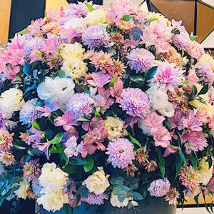 ダリア,八重咲き皇帝ダリア,パステルカラー,八重咲き,キク科の画像