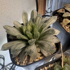 ハオルチア,多肉植物,ハオルチア属,多肉のある暮らし,観察記録の画像