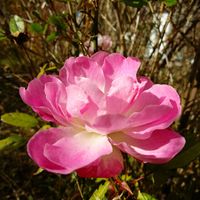 シャリンバイ,シャリンバイ,ミ二バラ,我が家のお花,庭の画像