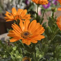 キンカン,キンセンカ,ディモルフォセカ,タンポポ,シマカンギクの画像