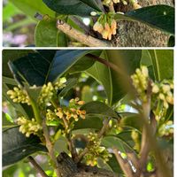 銀木犀,私のお庭,千葉県北西部,チーム♡シロ,金　銀木犀の画像