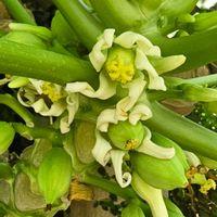 パパイア,パパイヤ,果実,フルーツ,季節の花の画像