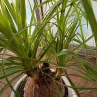 トックリラン,ポニーテール(トックリラン),東北人花の会,チーム魔女っ子,yu ＆ゆうクラブの画像