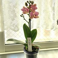 チェリーセージ,フラワーフェスティバル,アクアポット,生産者さんありがとうの画像