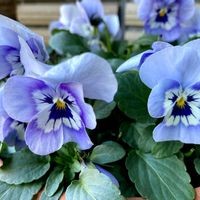 ミセバヤ,ローズマリー,ビオラ,立山連峰の画像