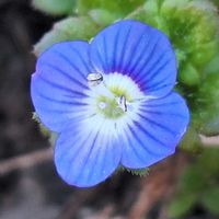 オオイヌノフグリ,ちっちゃいさん,ゆっくり散歩道,チーム冬のヒナタの画像