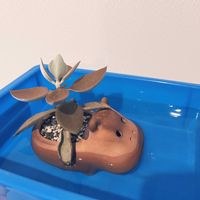 仙人の舞,観察,多肉植物,鉢植え,成長記録の画像