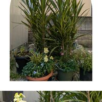 ウメ,サザンカ,ストック,ドラセナ,サザンクロスの画像