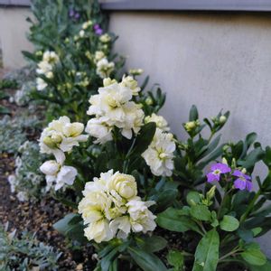 ストック,バージニアストック,ビオラ,カレンデュラ,ビオラ タイガーアイの画像