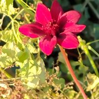 チョコレートコスモスの画像