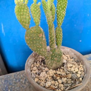 スマホ撮影,棚の画像