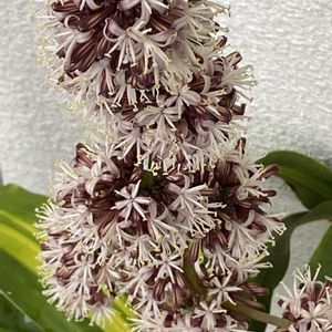 ドラセナ,幸福の木,ドラセナ・マッサンゲアナ,ドラセナ マッサンゲアナ(幸福の木),子株の画像