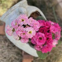 チューリップ,ドラセナ,ブルームーン,アメジストセージ,アネモネ オーロラの画像