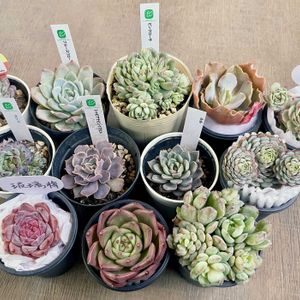 多肉植物,エケベリア属,多肉中毒,エケベリア女子,狩っ多肉の画像