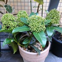 スキミア,スキミア フィンチー,ガーデニング,小さい庭,鉢管理の画像