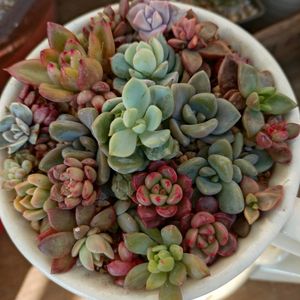 多肉植物,ベランダガーデン,癒し,ちまちま寄せ,今日のお花の画像