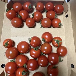 プチトマト,プチトマト,甘くて美味しい♡,孫と一緒に♪,買って良かったの画像