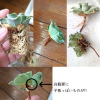 グリーノビア,グリーノビア　ラブレター,多肉植物,アエオニウム,グリーノビア属の画像