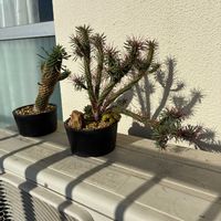 ソテツキリン,紅彩閣の画像