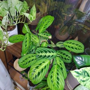 マランタ,ハイドロカルチャー,半水耕栽培,その他部屋の画像