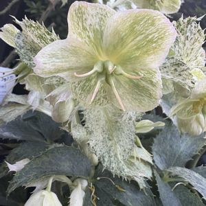 クリスマスローズ,カラーリーフ クリスマスローズ,カラーリーフ クリスマスローズ,カラーリーフクリスマスローズ　アーグチフォリウス スターダスト,カラーリーフクリスマスローズ　アーグチフォリウス スターダストの画像