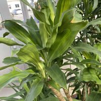 クワズイモ,クワズイモ,ドラセナ,ドラセナ,迷彩柄の画像