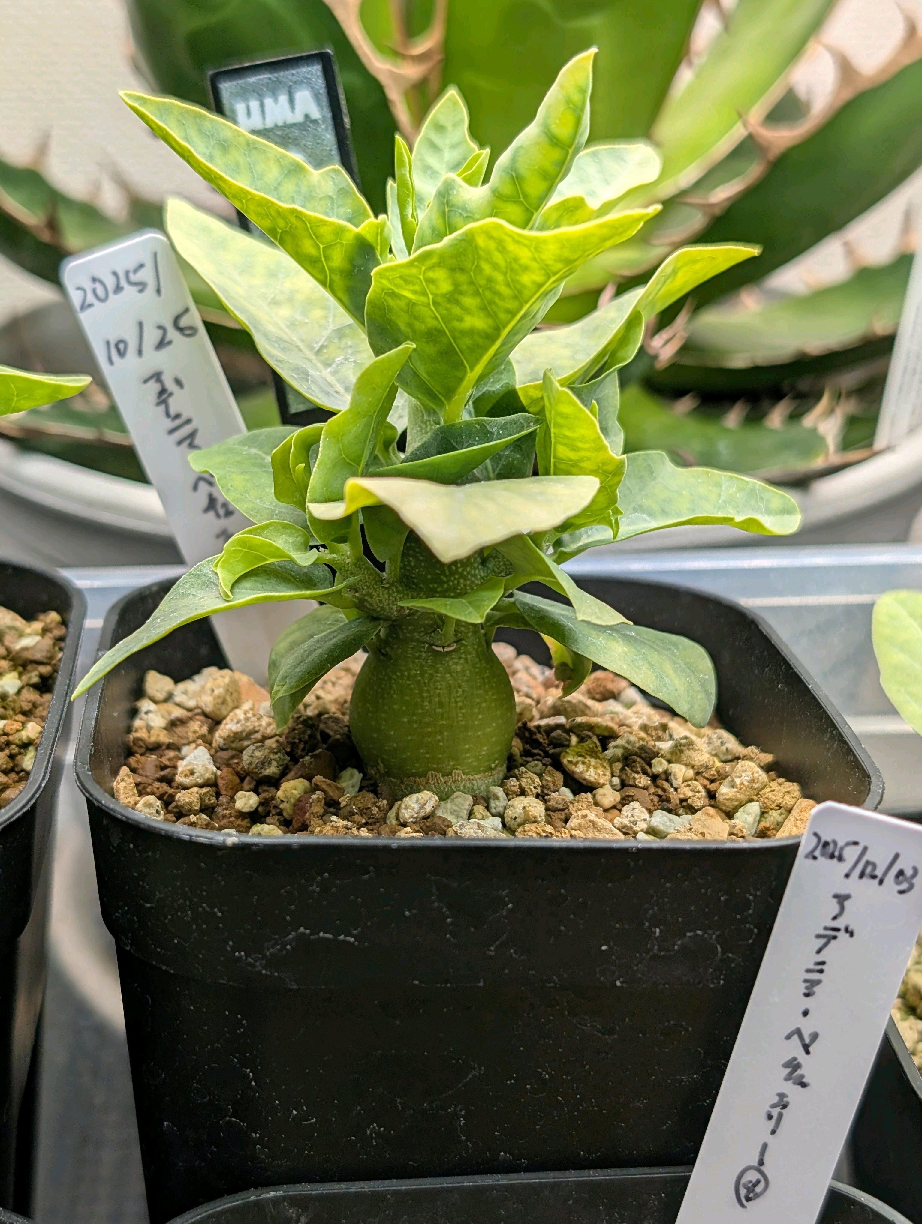 アデニア ペチュエリー実生記録｜🍀GreenSnap（グリーンスナップ）