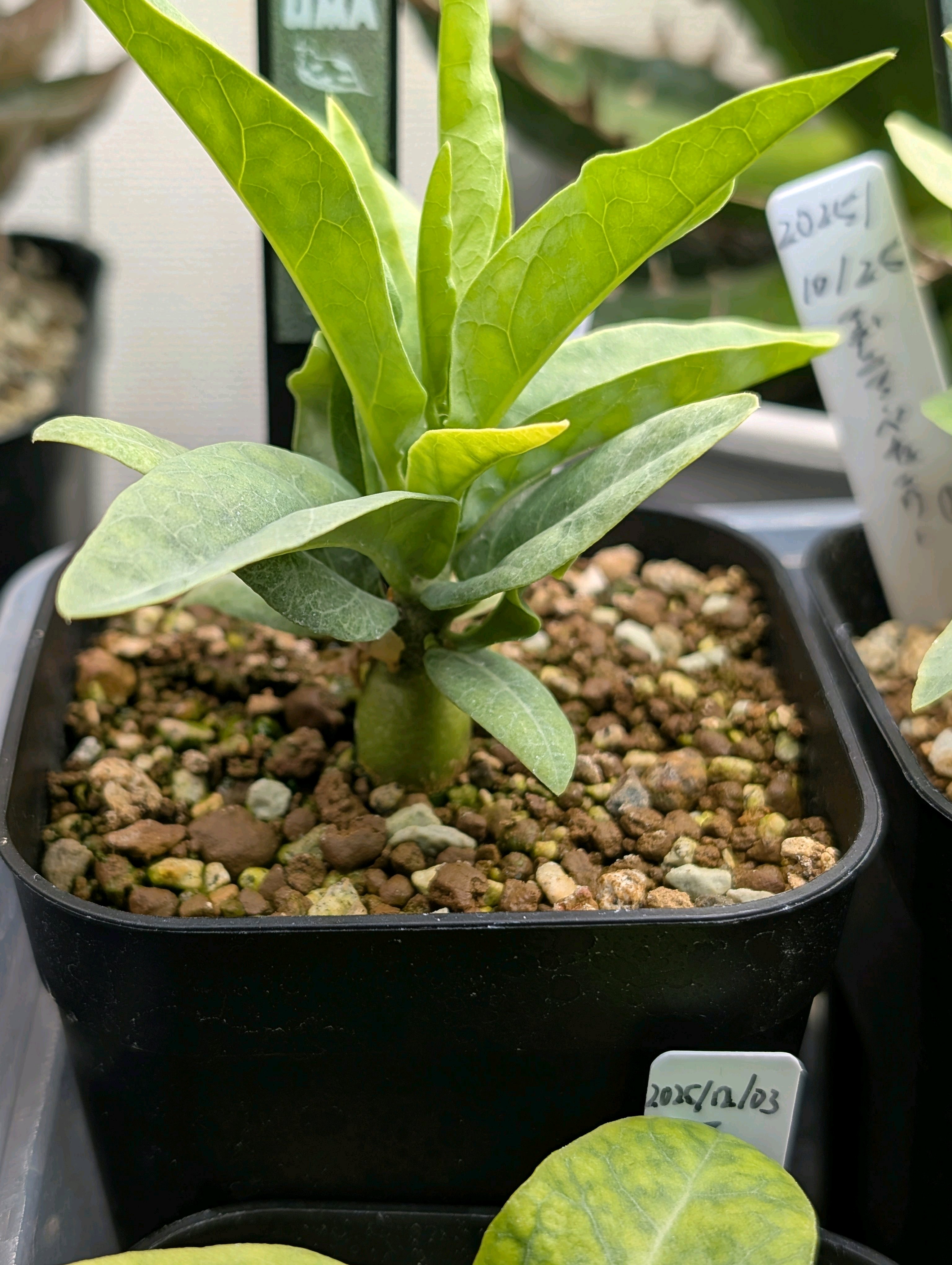 アデニア ペチュエリー 実生 12月31日まで Adenia pechuelii アデニア ペチュエリー 実生株/3寸ポット ¥28,000