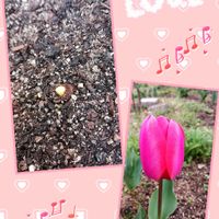 チューリップ,チューリップの芽,チューリップ♡♡,コラージュ仲間達,ほんわか♥️ほんのりの画像