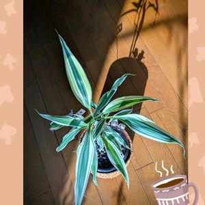 ドラセナ,ハイドロカルチャー,今日のお花,リビング・ダイニングの画像