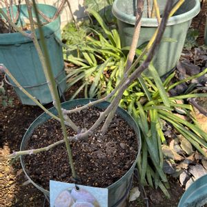 ミニバラ,バラ　アンヌ,植え替え,コガネムシ幼虫被害,ローズドゥメルスリーの画像