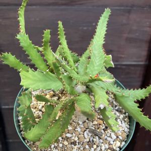 飛竜,ユーフォルビア ステラータ,多肉植物,ユーフォルビア,塊根植物の画像