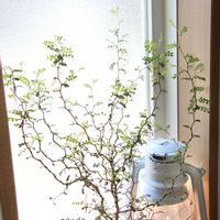 ソフォラ　リトルベイビー,メルヘンの木,観葉植物,canon,窓辺の画像