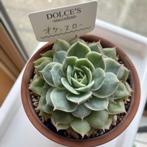 オウンスローの画像