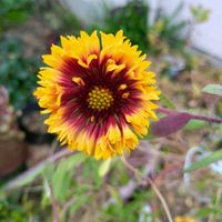 ガイラルディア,ガイラルディア,ガイラルディア,オオテンニンギク,ガイラルディア(天人菊)の画像