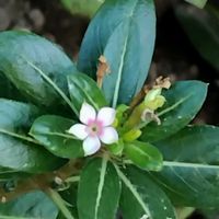 ニチニチソウの画像