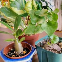 ペペロミア,亀甲竜,亀甲竜,アデニウム,アデニウムの画像