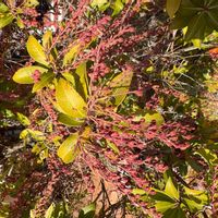 カナメモチの画像