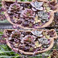 ルビーネックレス,ルビーネックレス,多肉,エケベリア,虹の玉の画像